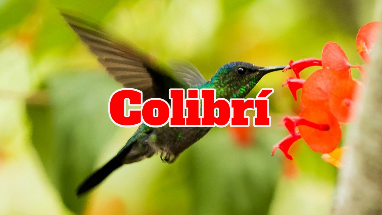 Ver o encontrar un colibrí siempre trae buenas nuevas y alegría